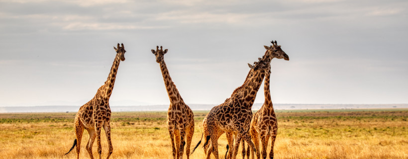 Giraffen repräsentieren gewaltfreie Kommunikation